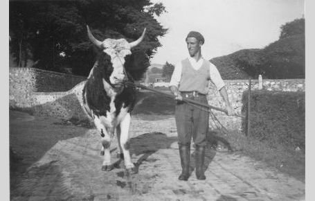 Gillam_Bernard with Bull